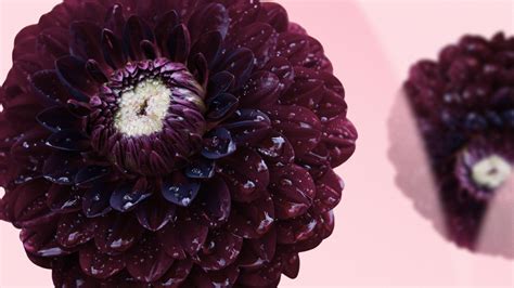 black dahlias meaning